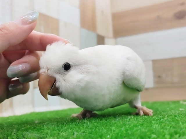 レアカラー✨オキナインコ(ブルーパリッドオパーリン)入荷しました❤