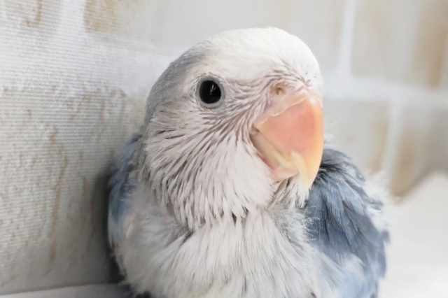 素敵なブルーの色合い～💙 コザクラインコ(ブルーオパーリン)