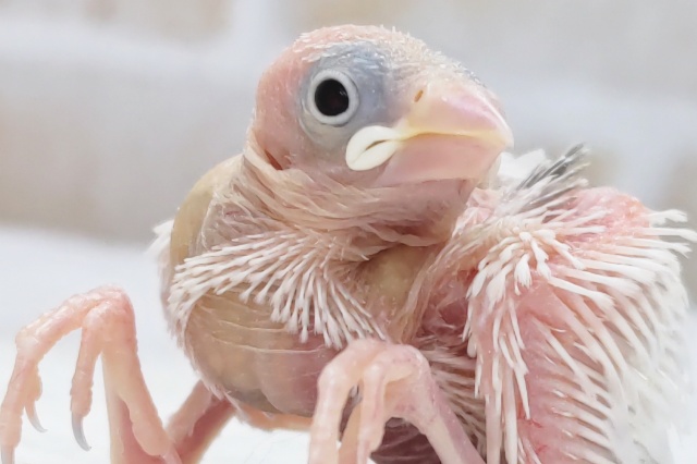 今はまだ小さな怪獣さん～🐣 白文鳥