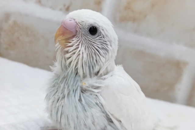 少し青が入ってます～🫧 セキセイインコ(白ダブルファクター)