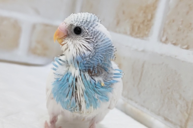 白多めパイドさん～🌤️ セキセイインコ(ブルーパイド)