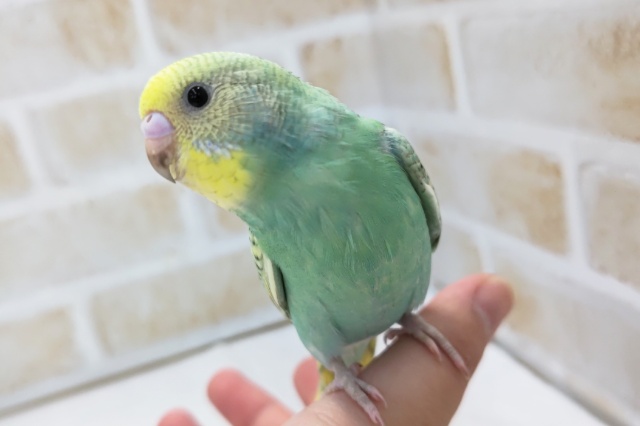 最新画像あり！ エメラルドグリーンと、黄色が素敵。パステルレインボーセキセイインコ入荷です