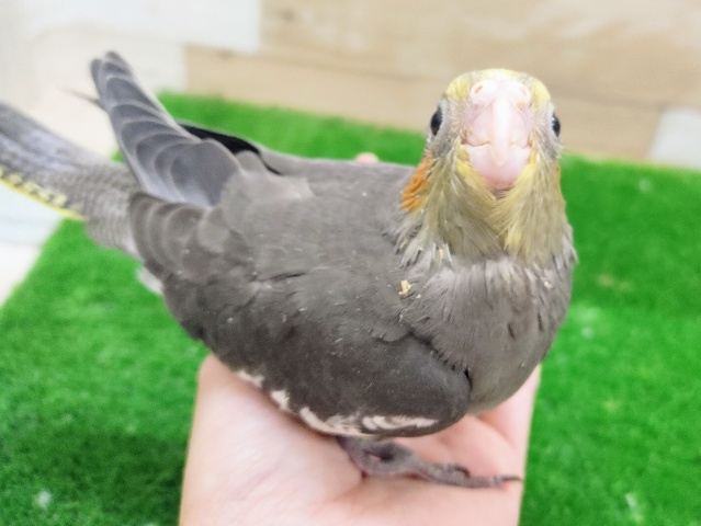 人気カラー✨オカメインコ(ノーマル)入荷しました❤