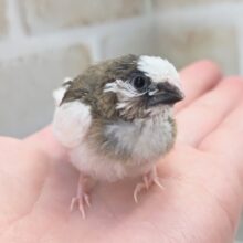 最新画像あり！ ちょこんとかわいい～🐣 十姉妹(ノーマル)