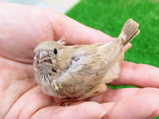 やさしい薄茶色❤キンカチョウのヒナ入荷しました❤