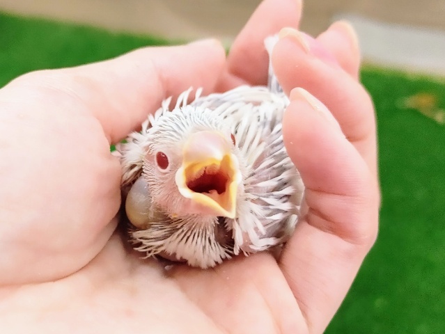 レアカラー✨文鳥のヒナ(シルバーイノ)入荷しました❤