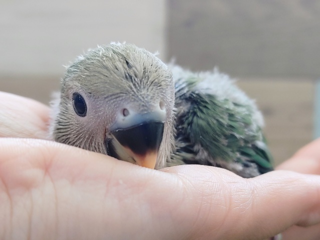 小桜インコのヒナ(ブルーチェリー)入荷しました❤