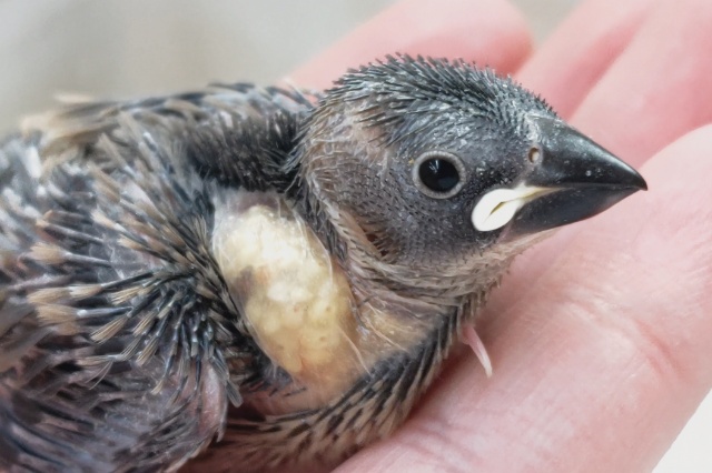 サクラ咲くっと～🌸 桜文鳥