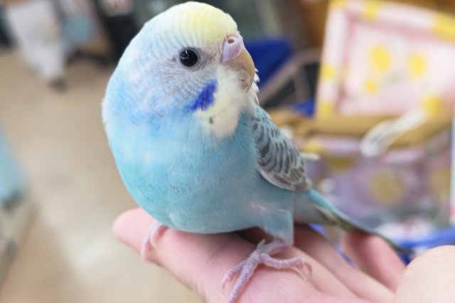 最新画像あり！ 魅力たっぷり～🌈 セキセイインコ(パステルレインボー)