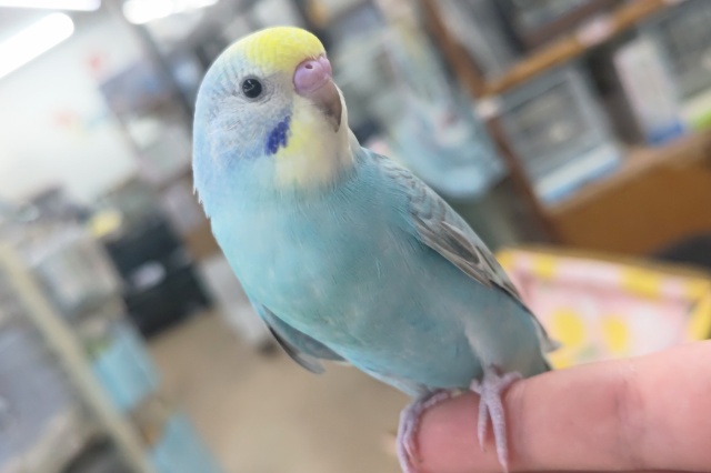 最新画像あり！カキカキ大好きさん～🌈 セキセイインコ(パステルレインボー)