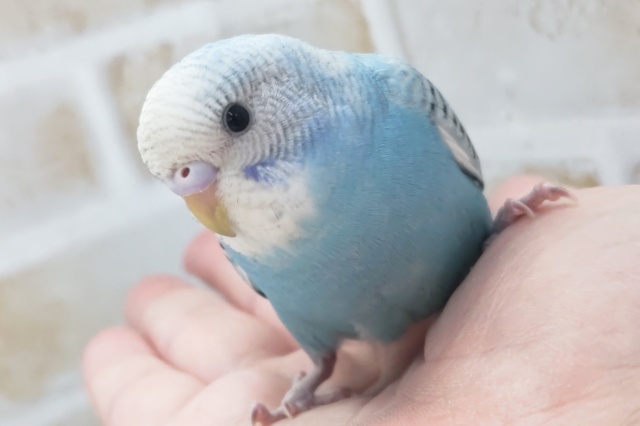 最新画像あり！ 鮮やかスカイブルー🩵 セキセイインコ(スパングル)