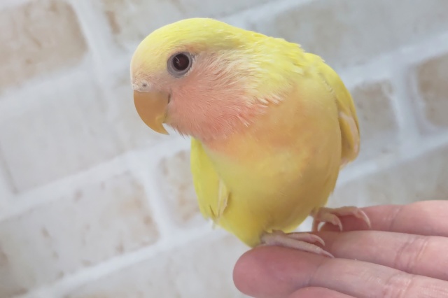 最新画像あり！ メラメラフレッシュ～🌞 コザクラインコ(ルチノー)