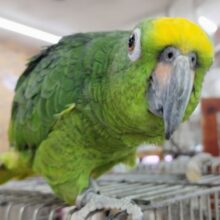 ❤お話大好きなキビタイボウシインコさん入荷しています～💓