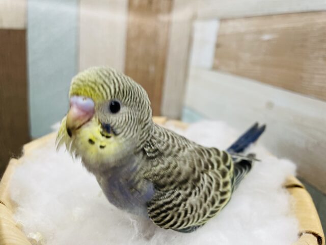 シックなお色がオシャレなコ！セキセイインコのイエローフェイスノーマル！