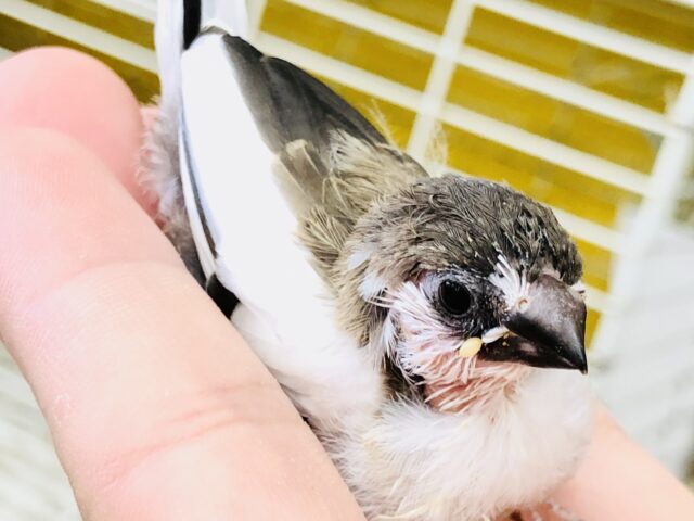 十姉妹のヒナですよ～　R５　９／１撮影