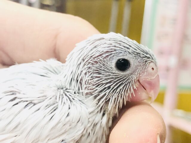 体は小さいけど　夢は大きく手乗りインコになること！！