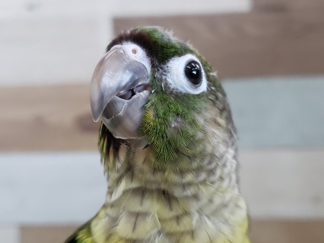 画像更新☆ノーマルがいい。ホオミドリウロコインコ～