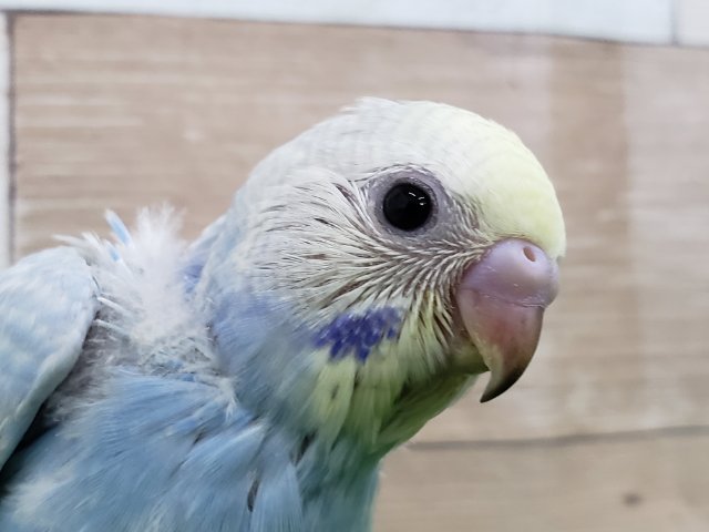 画像更新☆素敵なパステルレインボーセキセイインコ入荷～