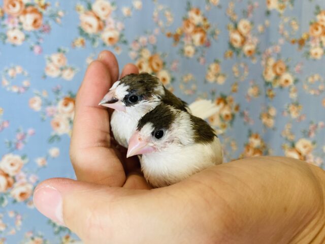 ふんわりちょこん..❤︎かわいいかわいい十姉妹の雛ちゃんです❤︎💫