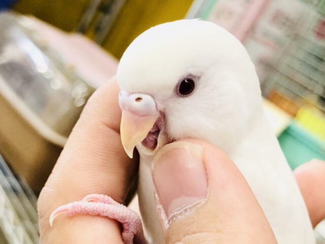 元気いっぱい！アルビーズです　セキセイインコ　R５　８／３１撮影