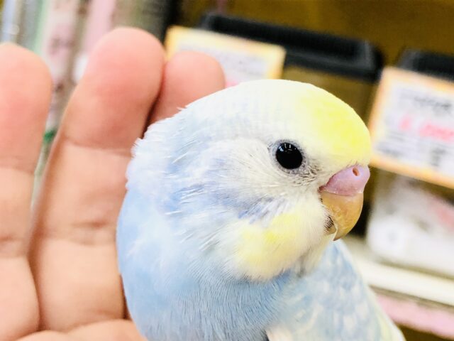 明るくレインボーやってきました　セキセイインコ　R５　８／２３撮影