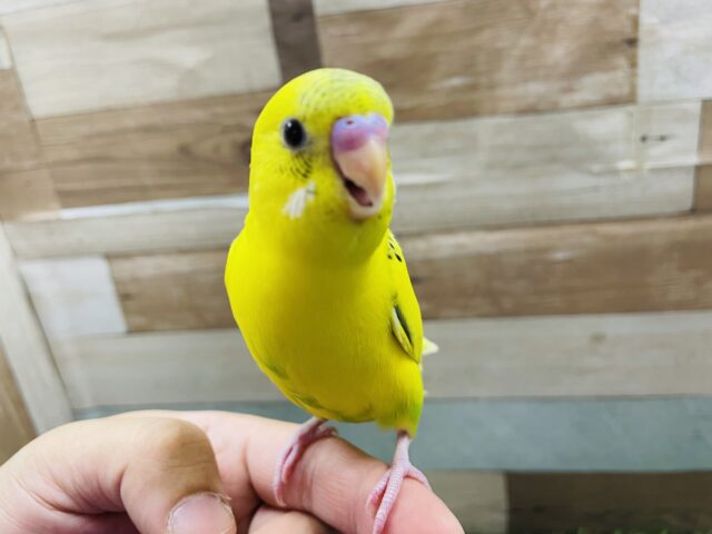 最新画像あります☆ヒナ餌卒業‼️模様が少なめ黄ハルクイン⭐️走って元気いっぱいです！