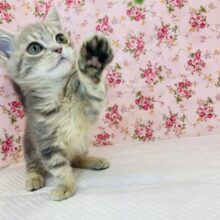 短いあんよでﾋｮﾋｮｲのﾋｮｲ❤︎🐾短足マンチカンちゃん(ブルータビー)女のコ♀