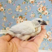 最新画像🌟気品溢れる❤︎シルバー文ちゃんの雛ちゃんです❢❤︎