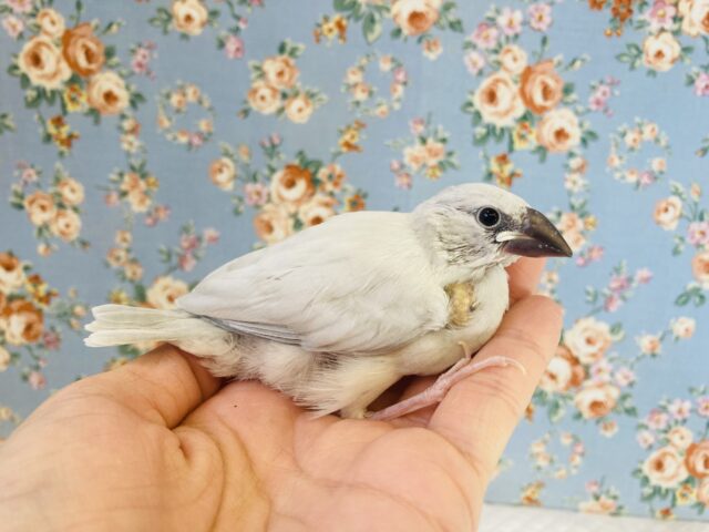 最新画像🌟気品溢れる❤︎シルバー文ちゃんの雛ちゃんです❢❤︎