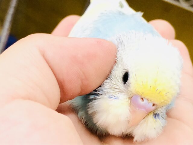 ほぉ～成長が楽しみですな～(´艸｀*)