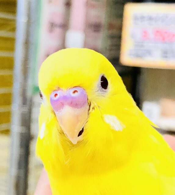 元気印のイエローカラー　セキセイインコ　R５　８／２３撮影
