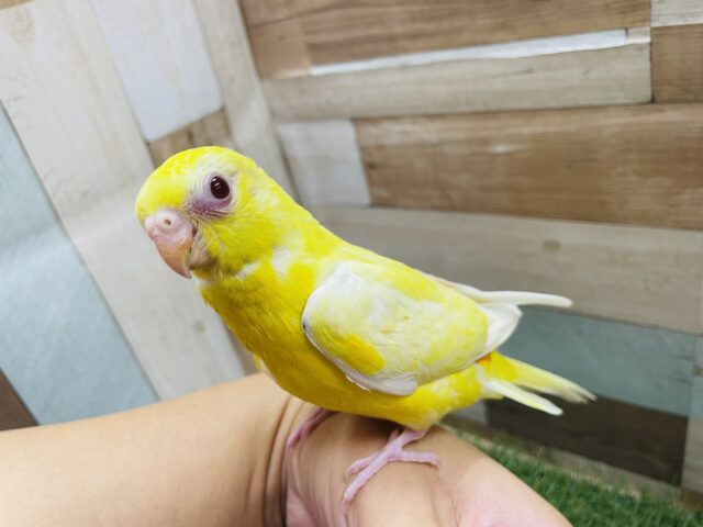 最新画像あります☆ヒナ餌卒業‼️明るいイエローと赤目が眩しい✨美声インコのルチノー！