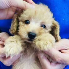 心が癒されます❤️‍🩹優しさ溢れるトイプードルくん(レッド)男のコ🌟♂