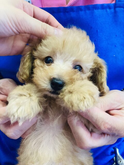 心が癒されます❤️‍🩹優しさ溢れるトイプードルくん(レッド)男のコ🌟♂