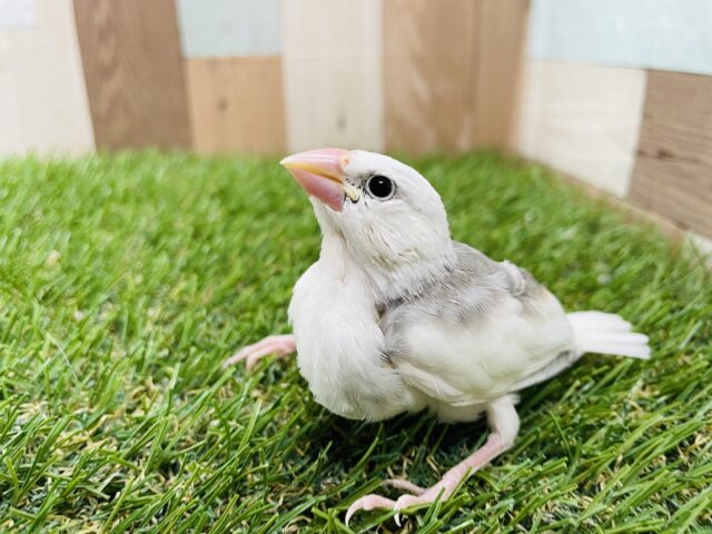 最新画像あります☆黒く出るのもかっこいい！！白文鳥！！