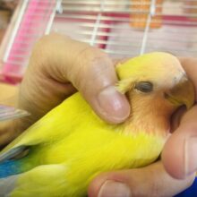 最新画像🌟ニッコリ笑顔にイチコロ❤︎☺︎手乗りコザクラインコ(ゴールデンチェリー)🪶✨