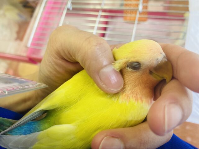 最新画像🌟ニッコリ笑顔にイチコロ❤︎☺︎手乗りコザクラインコ(ゴールデンチェリー)🪶✨