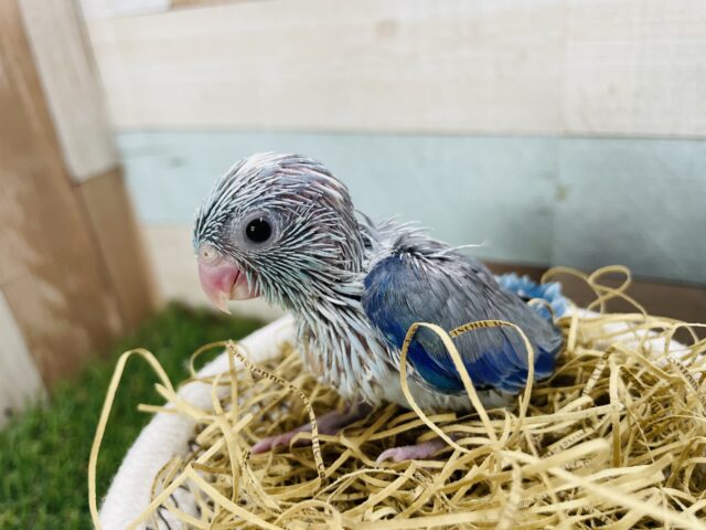頭の白がチャームポイントの男の子♪マメルリハのブルーパイド！