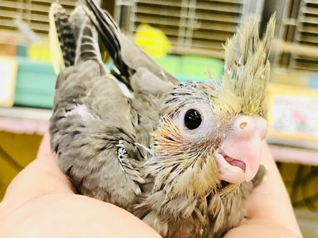 いや～～このカラーがいいんですよ！！