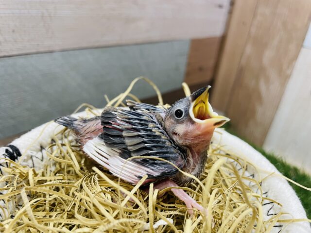 元気いっぱいなミニミニちゃん♪桜文鳥！！