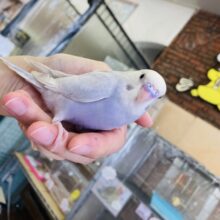 最高に人懐こい優雅なコ❤︎手乗りセキセイインコ(ライラック)💠
