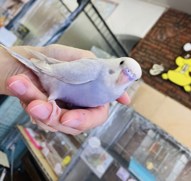 最高に人懐こい優雅なコ❤︎手乗りセキセイインコ(ライラック)💠
