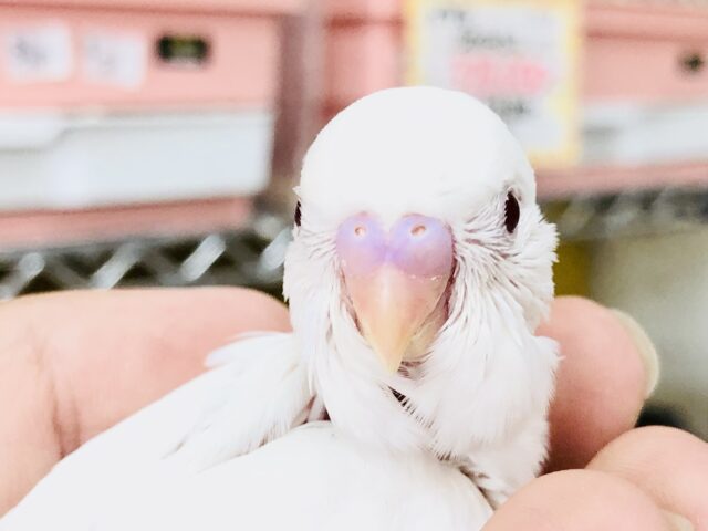 人気のホワイトカラーがやってきました！！　