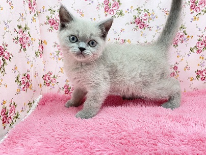 独特な魅力が詰まっています♡　フォールデックスの女のコ 2023.10/7撮影