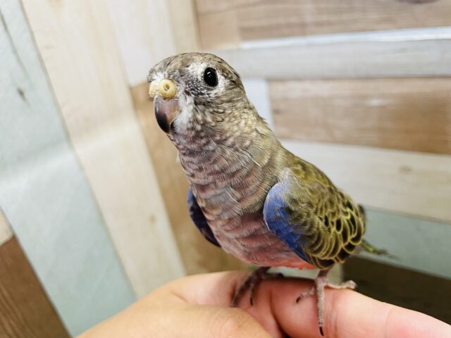 渋さの中にかっこよさあり！アキクサインコのノーマル！