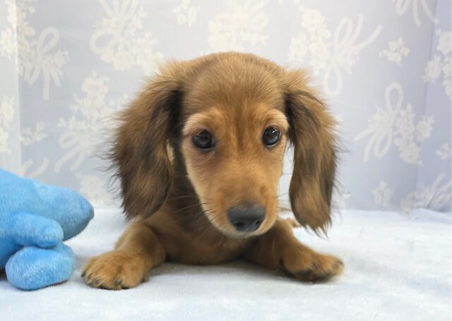 最新画像！ぷにぷに🐾 ミニチュアダックス（レッド）男の子☆ 2023年7月1日生まれ！