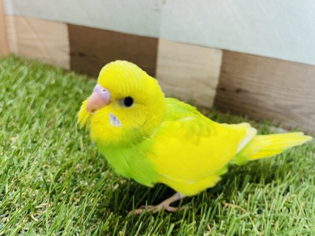最新画像あります☆るんっ♪るんっ♪明るく元気なヒナさん！セキセイインコのパイド！