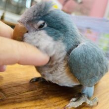最新画像あります☆ヒナ餌卒業‼️まん丸のおめめに輝きを‼️オキナインコのブルー！