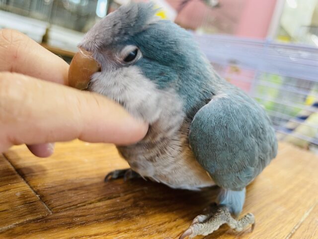 最新画像あります☆ヒナ餌卒業‼️まん丸のおめめに輝きを‼️オキナインコのブルー！