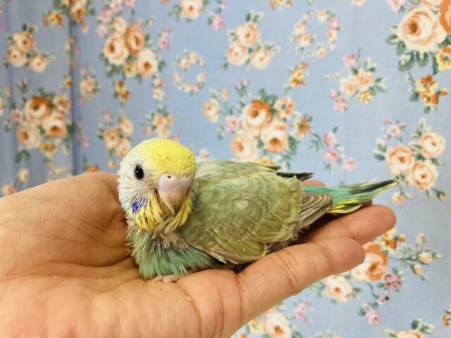 惚れ惚れカラー🫶🏻✨手乗りセキセイインコ(レインボー)🫧